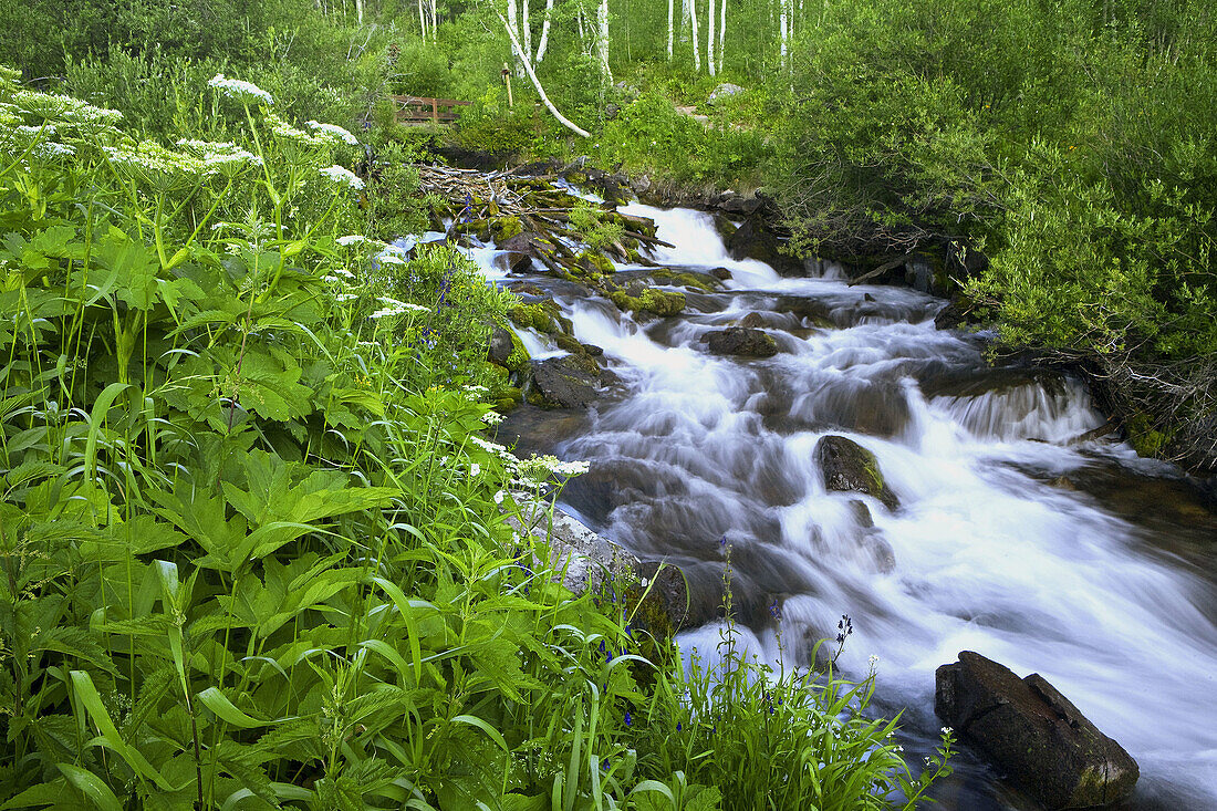 Amerika, Berg, Colorado, Espe, Espen, Farbe, Felsige(wackelige) berge, Fluss, Frühling, Grün, Kaskade, Populus, Rockies, Schnell, Sommer, USA, Vereinigte Staaten, Wasser, Wasserfall, Wasserlauf, Weißes wasser, S19-656850, agefotostock