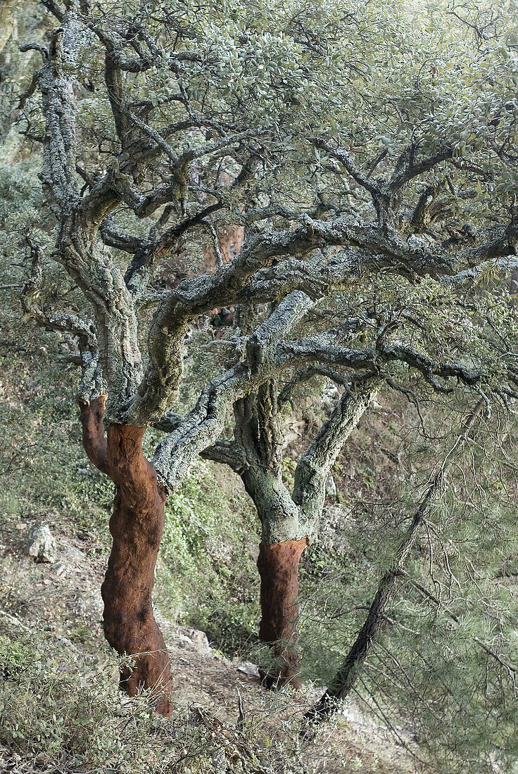 Cork oak, Alcornoque, (Quercus suber). Sierra Espadán. Castellón. Spain.