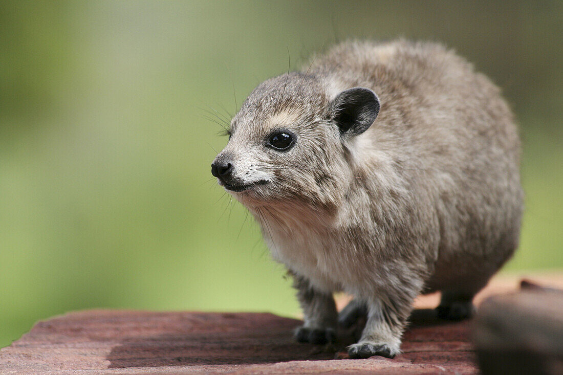 Rock Dassie in Serengeti National Park, Tanzania