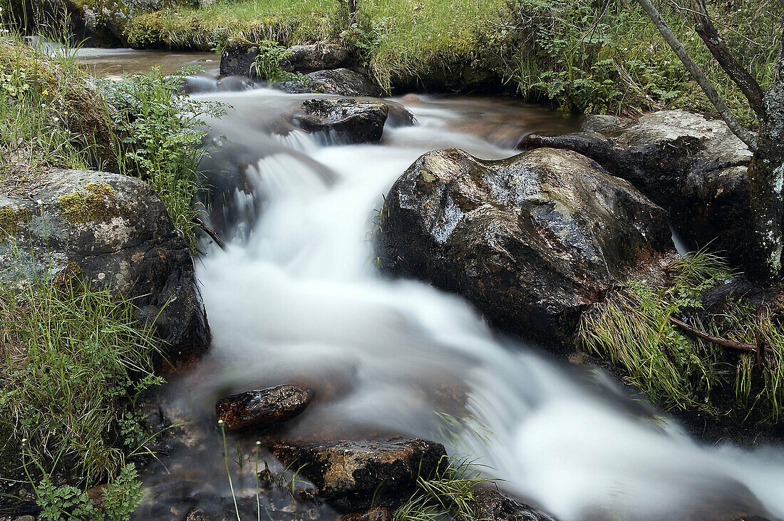 Arroyo Carneros. Sierra de Guadarrama. Castilla León. Spain..