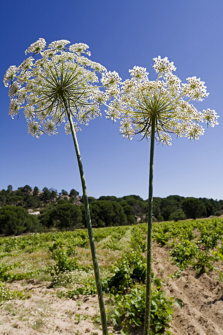 Vineyard. Cadalso de los Vídrios. Madrid. Spain.