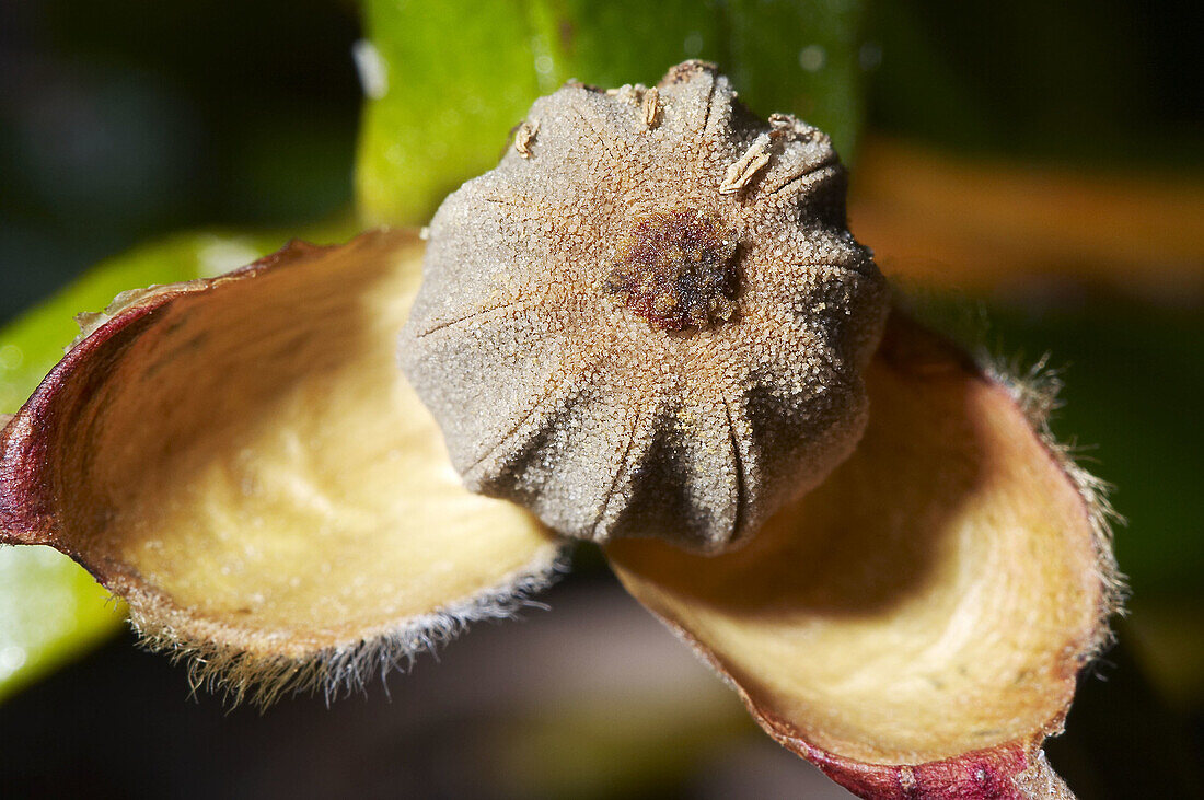Gum Rockrose (Cistus ladanifer)