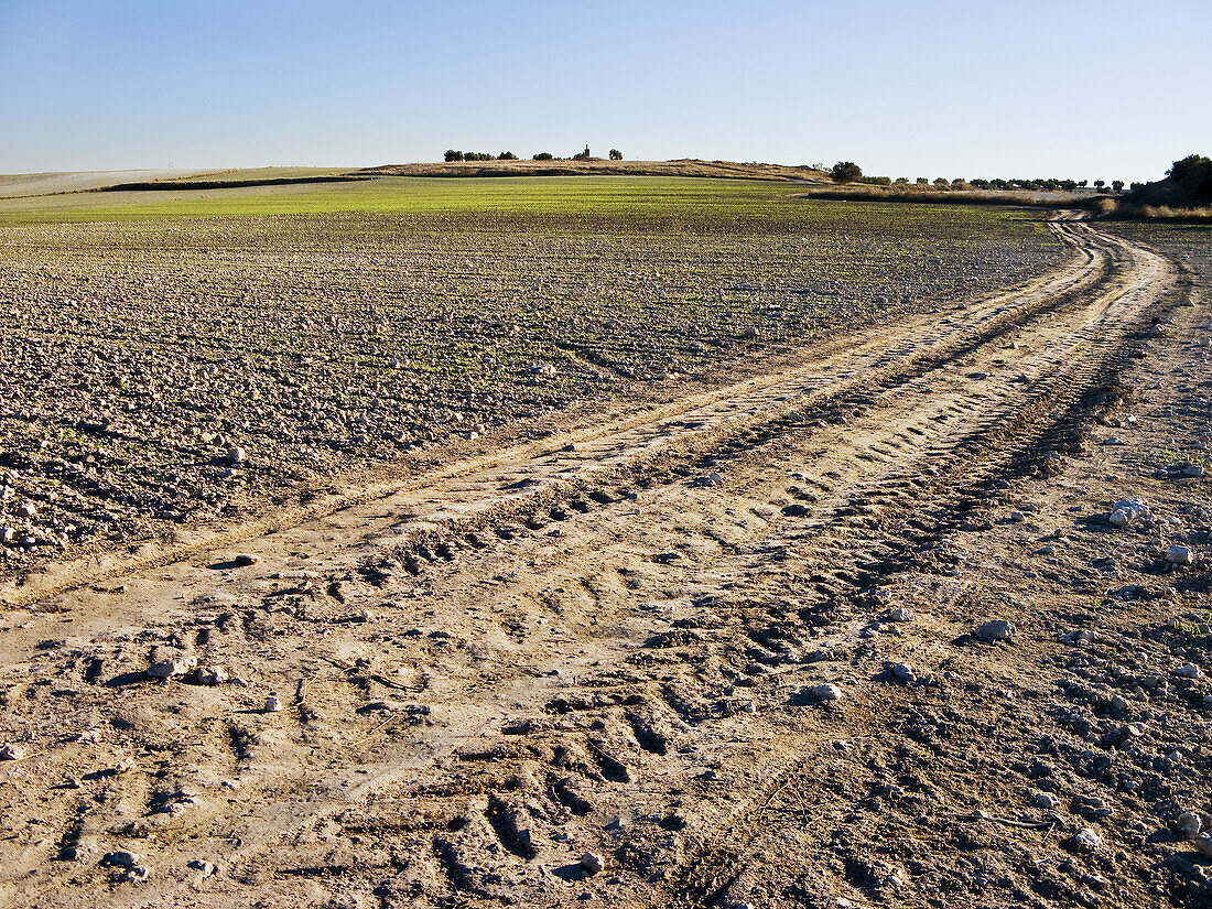 Tyre traces in road to Pereda. Pinto. Madrid. Spain.