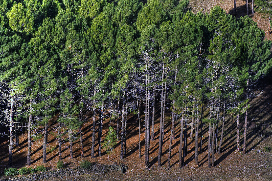 Pinewood in Sierra Norte. Madrid. Spain