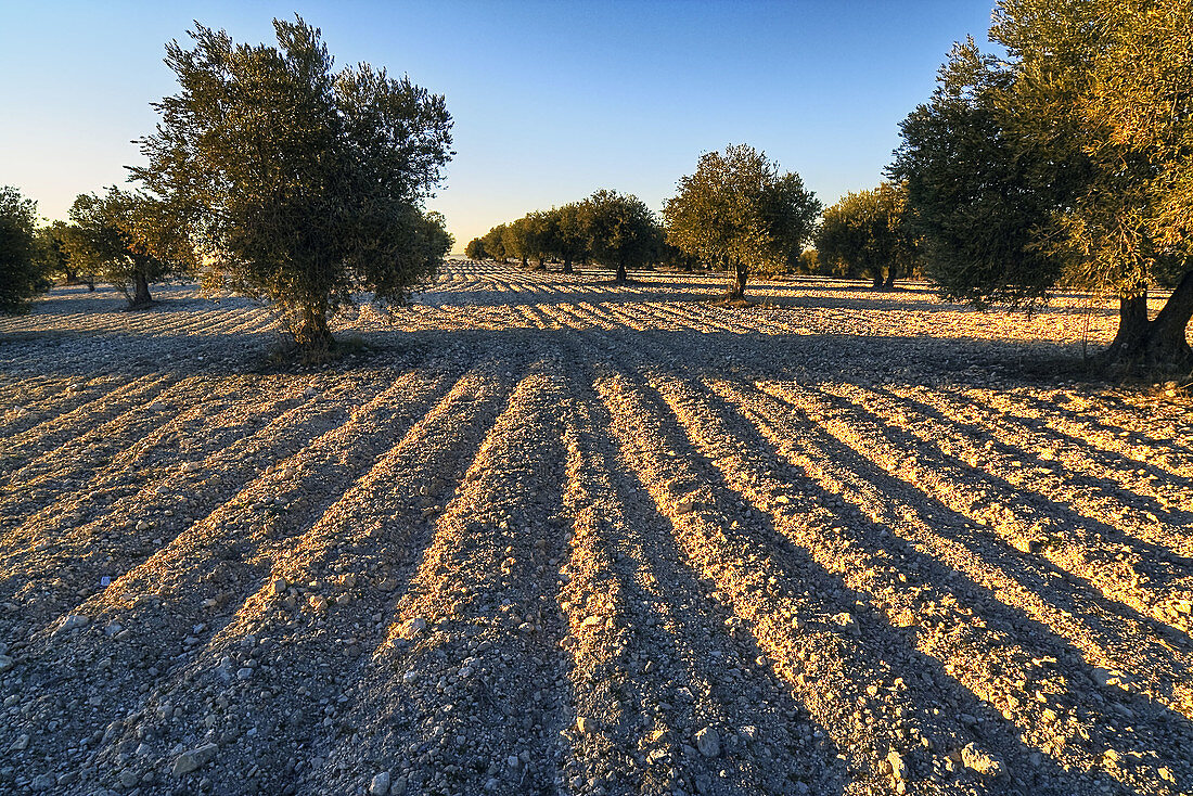 Olive tree in Pinto. Madrid. Spain.