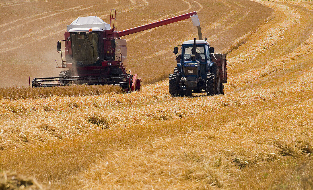 Ongoing harvesting barley fileds in Jutland (Denmark), using combined harvester