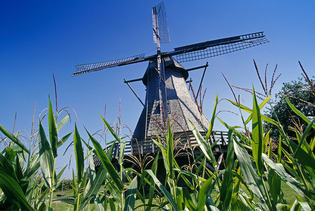 Hollicher Mühle, Steinfurt, Münsterland, Nordrhein-Westfalen, Deutschland