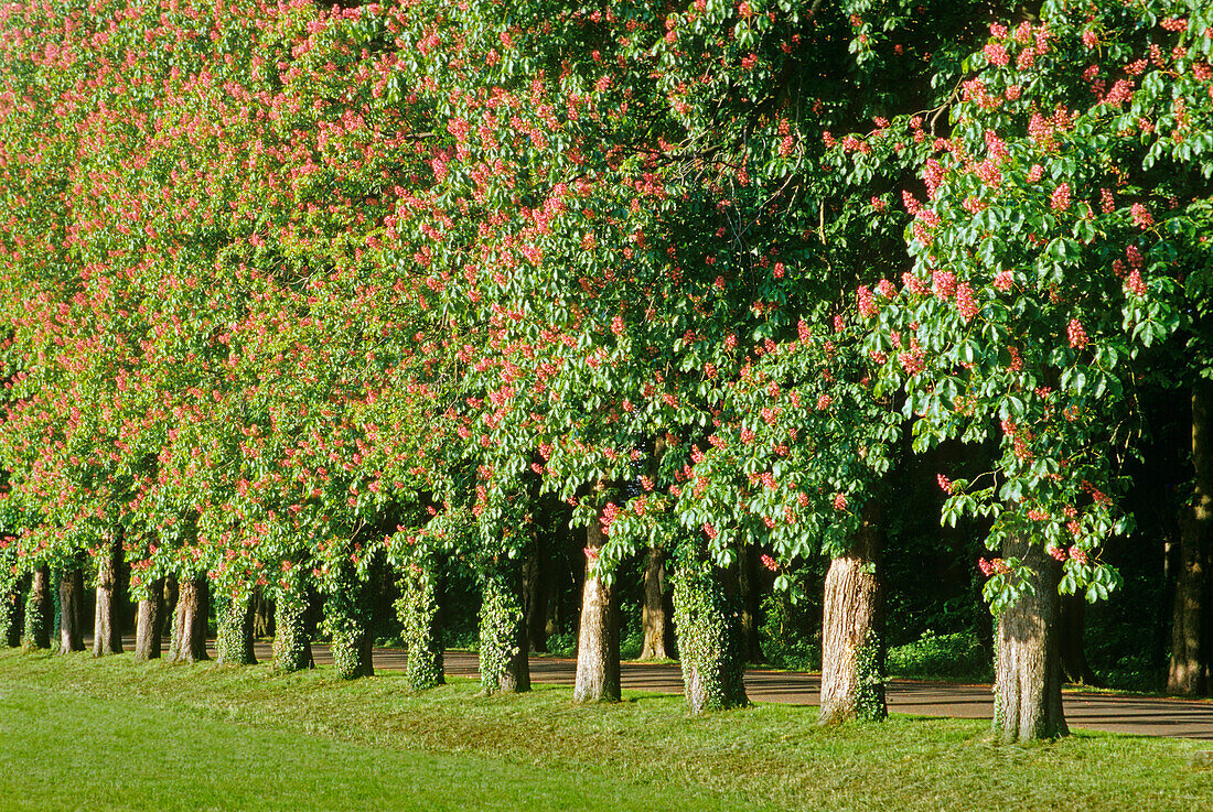 Alley of red chestnuts, Muensterland, North Rhine-Westphalia, Germany