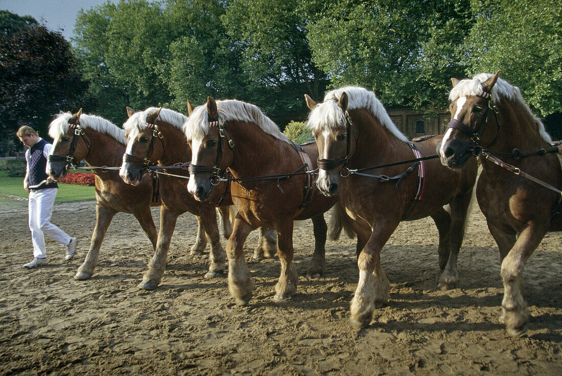 Hengstparade, Warendorf, Münsterland, Nordrhein-Westfalen, Deutschland