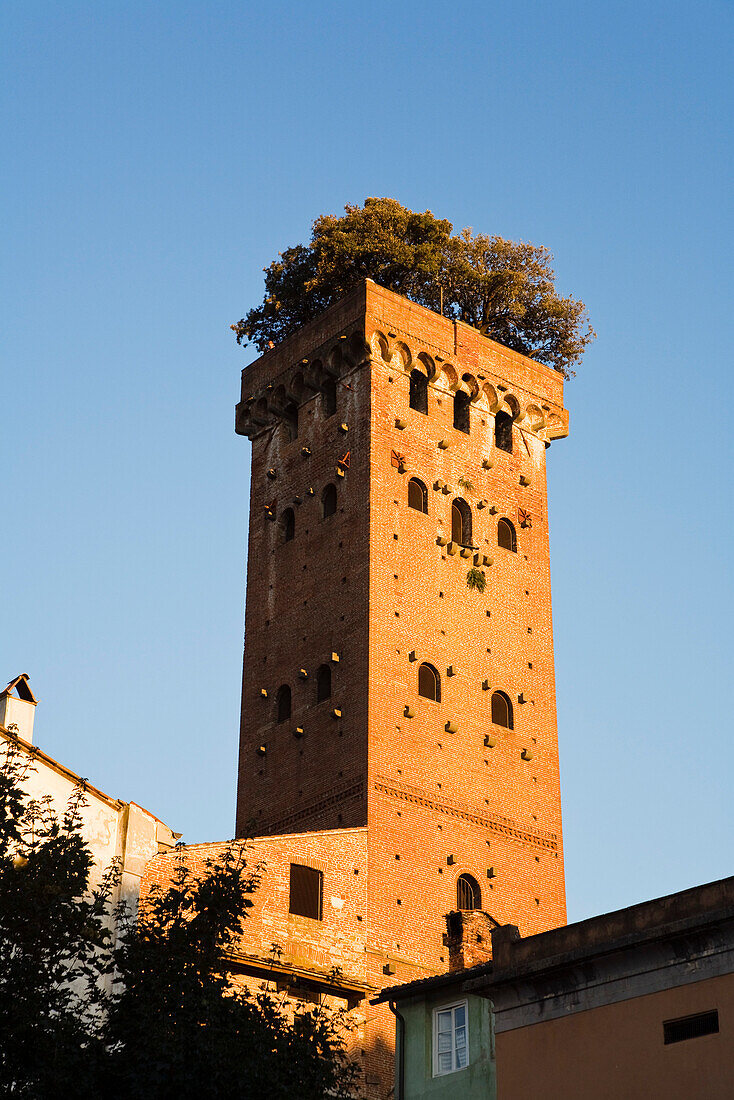 Torre Guinigi, Lucca, Toskana, Italien