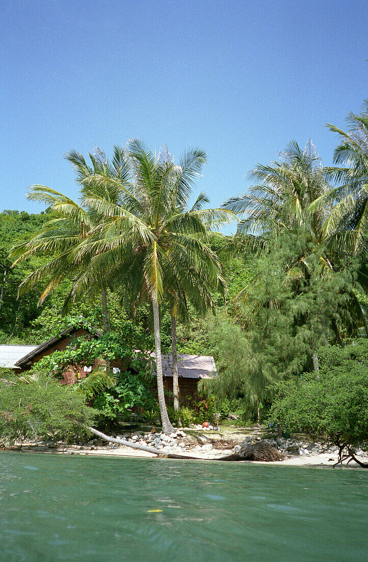 Palm beach, Mae Hat Bay, Koh Pha Ngan, Thailand