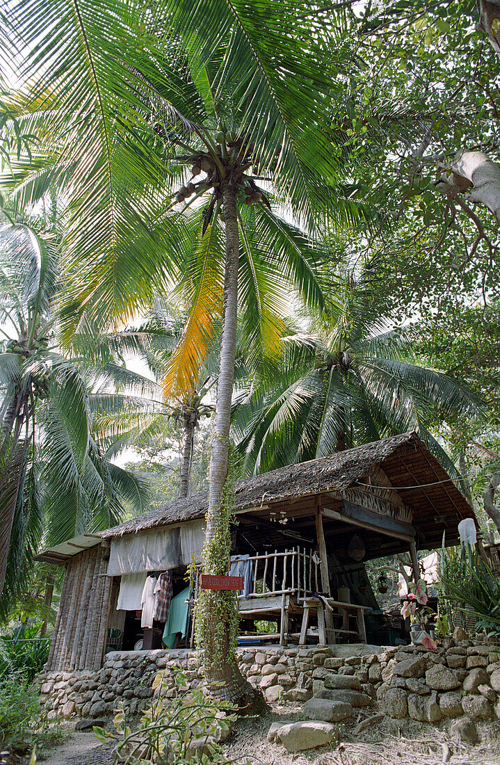 Beach cottage with palm trees, Mae Hat Bay, Ko Pha Ngan, Thailand