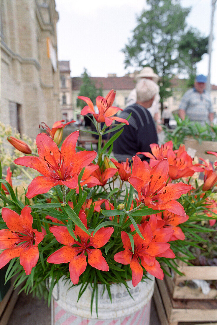 Bunch of lilies at market stall, Vilnius, Lithuania