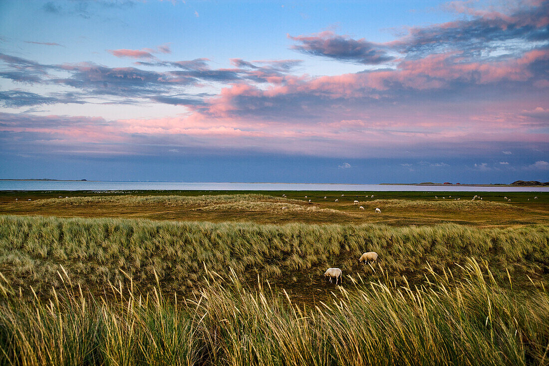 Scenery at Ellenbogen, Sylt Island, Schleswig-Holstein, Germany