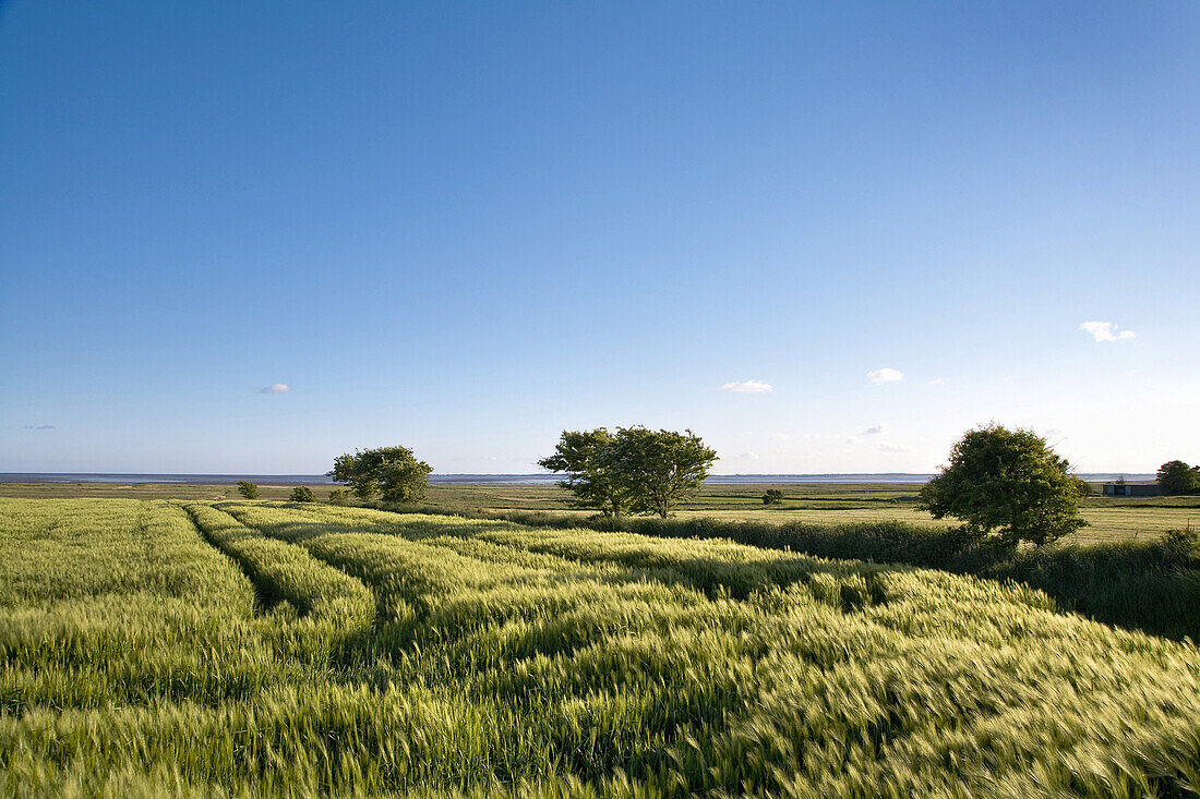 Getreidefeld, Föhr, Nordfriesland, Schleswig-Holstein, Deutschland