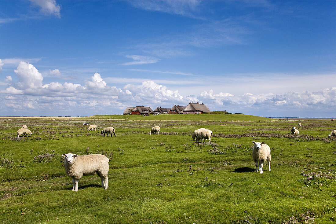 Schafherde mit Warft im Hintergrund, Hallig Gröde, Nordfriesland, Schleswig-Holstein, Deutschland