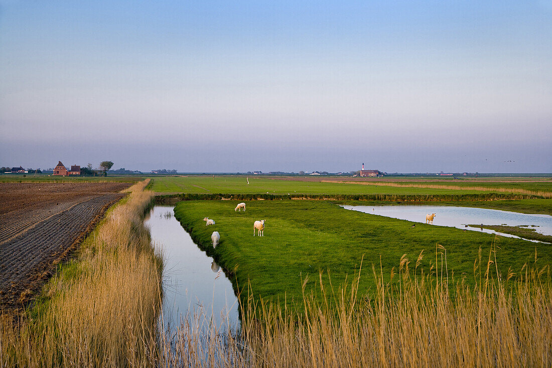 Grazing sheep, Pellworm Island, North Frisian Islands, Schleswig-Holstein, Germany