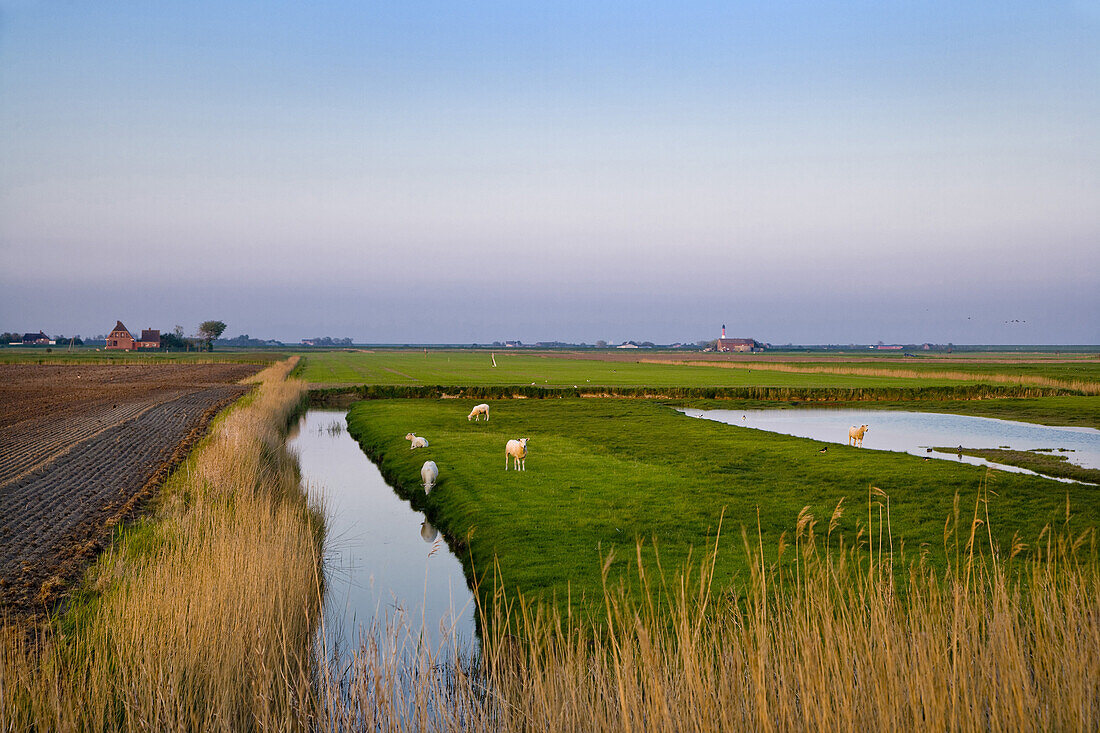 Schafe grasen, Pellworm, Nordfriesland, Schleswig-Holstein, Deutschland