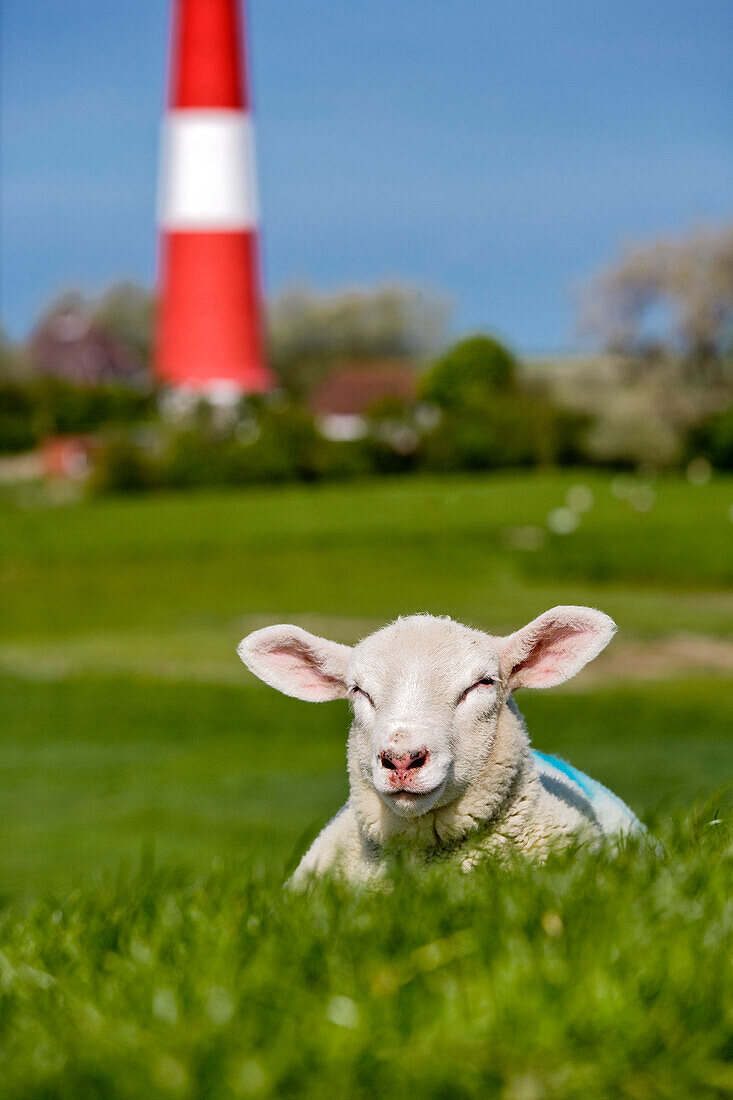Lamb in grass, lighthouse in background, Pellworm Island, North Frisian Islands, Schleswig-Holstein, Germany