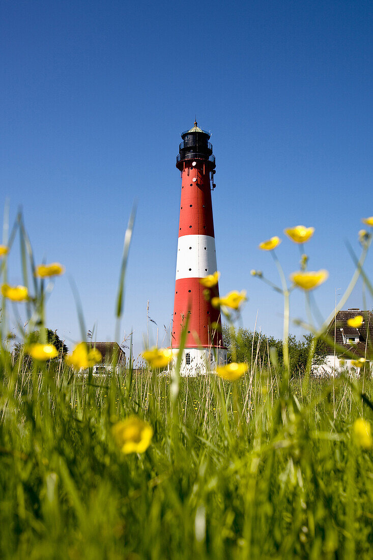 Leuchtturm in einer Blumenwiese, Pellworm, Nordfriesland, Schleswig-Holstein, Deutschland