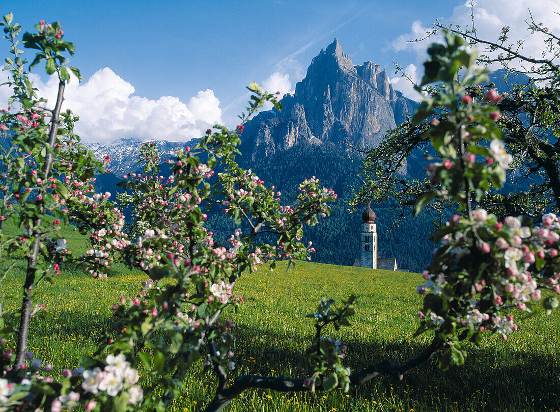 The steeple of Saint Valentine's church behind branches with apple blossom, Siusi, South Tyrol, Italy, Europe
