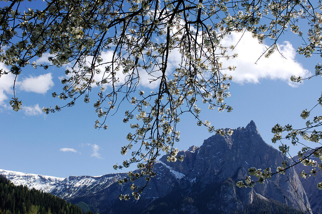 Zweige mit Blüten vor schneebedeckten Bergipfeln, Schlern, Dolomiten, Südtirol, Italien, Europa