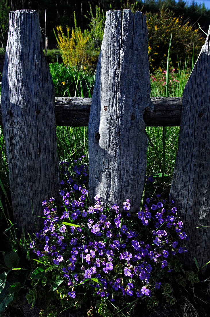 Blaue Blumen vor einem Holzzaun, Südtirol, Italien, Europa