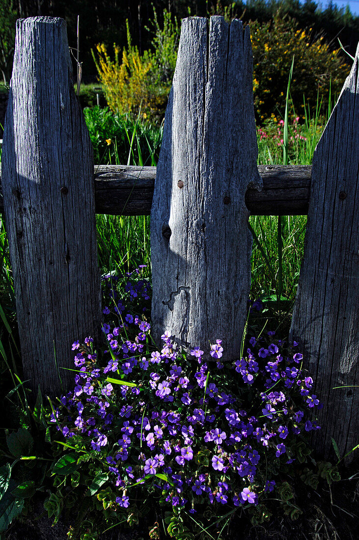 Blue flowers in front of a wooden fence, South Tyrol, Italy, Europe