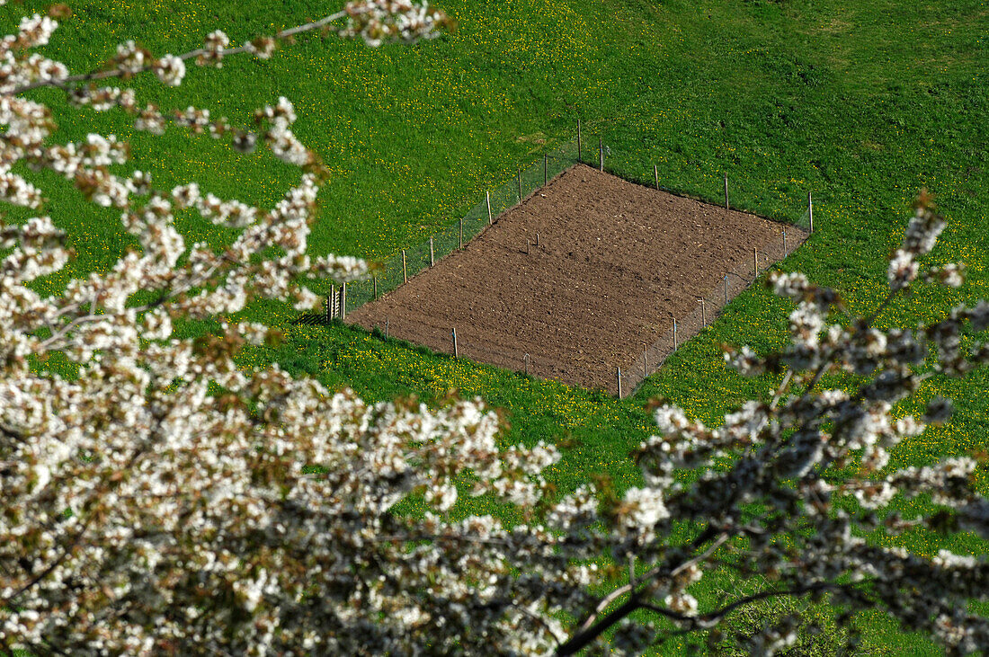 View over blooming branches at an acre, South Tyrol, Italy, Europe