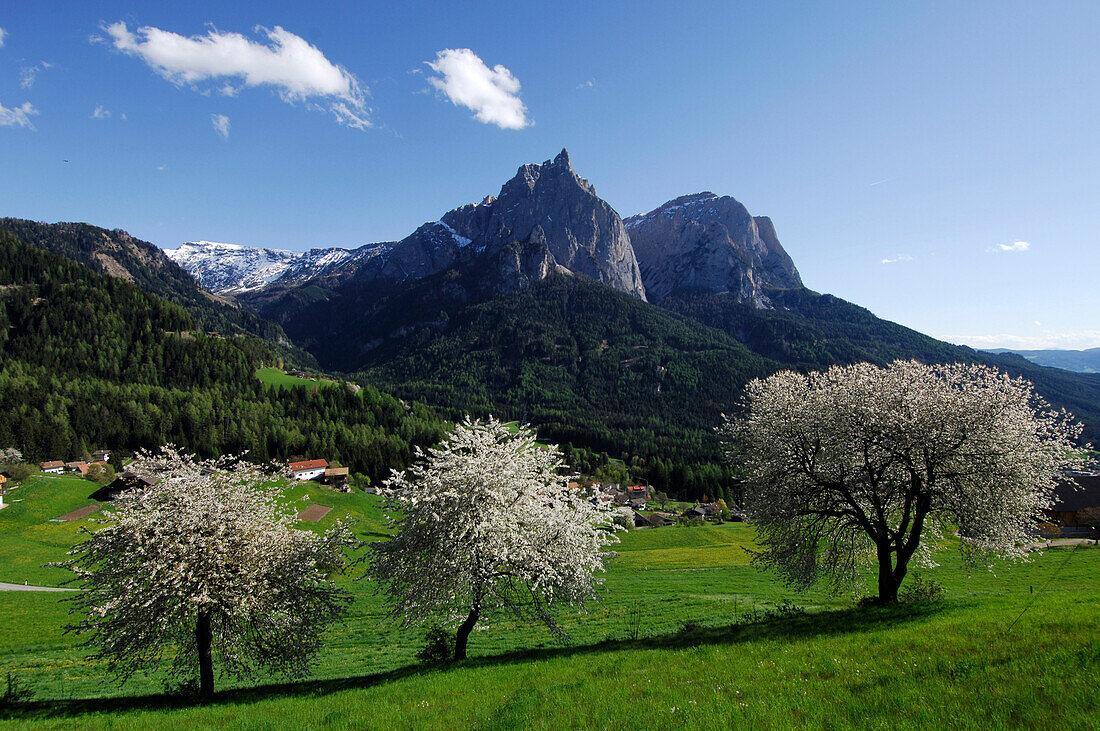 Blühende Bäume vor Bergen unter blauem Himmel, Schlern, Südtirol, Italien, Europa