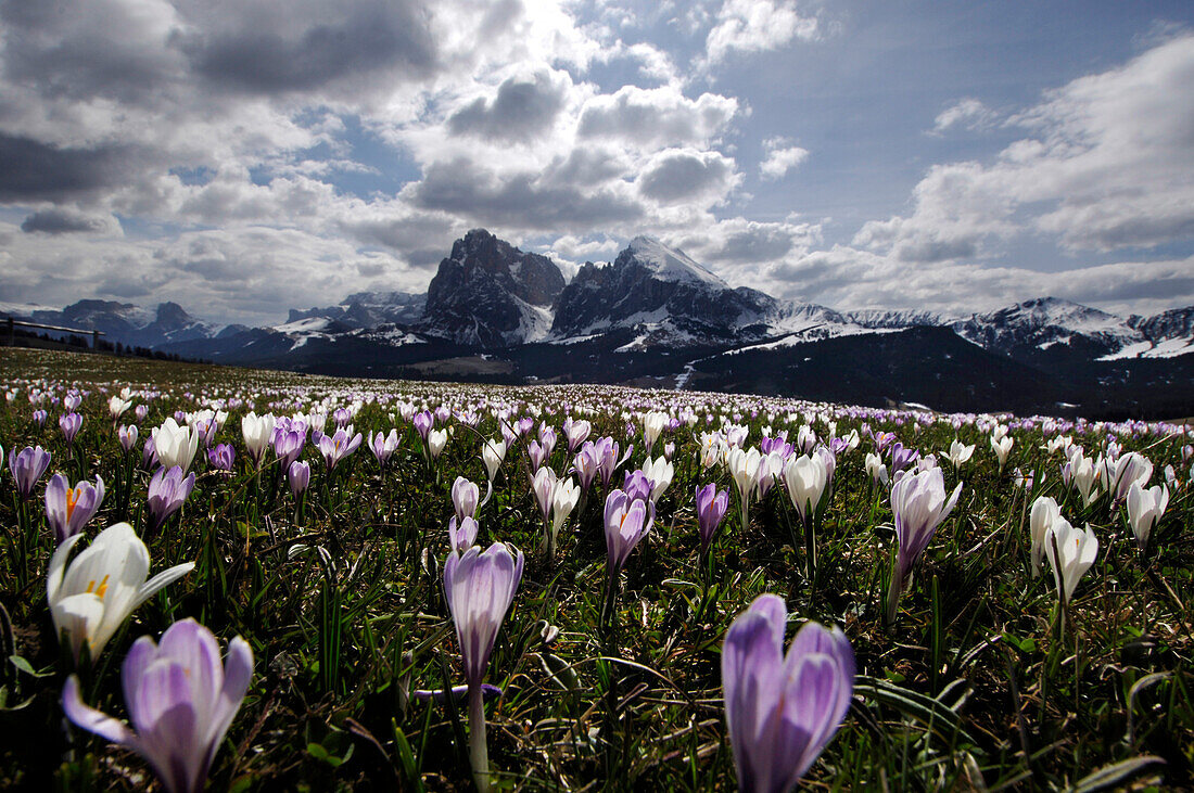 Flower meadow with crocuses under clouded sky, Alpe di Siusi, South Tyrol, Italy, Europe