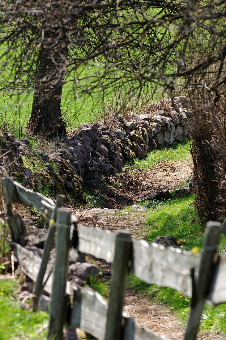 Wanderweg unter Bäumen hinter einem Holzzaun, Südtirol, Italien, Europa