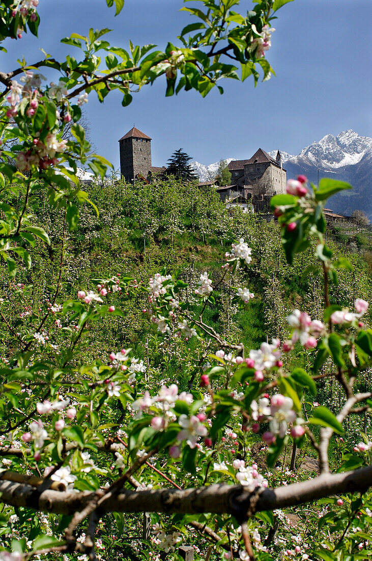 Blick über Apfelblüten auf Schloss Tirol, Burggrafenamt, Südtirol, Italien, Europa