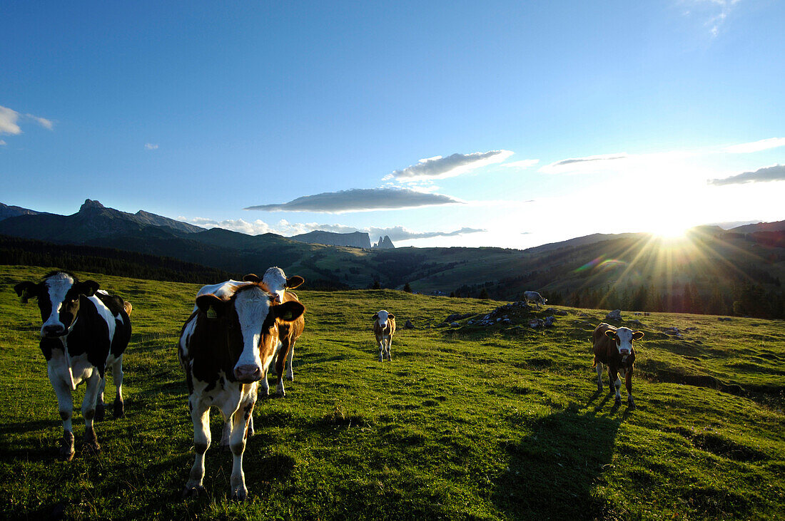 Kühe auf einer Almwiese am Abend, Seiser Alm, Südtirol, Italien, Europa