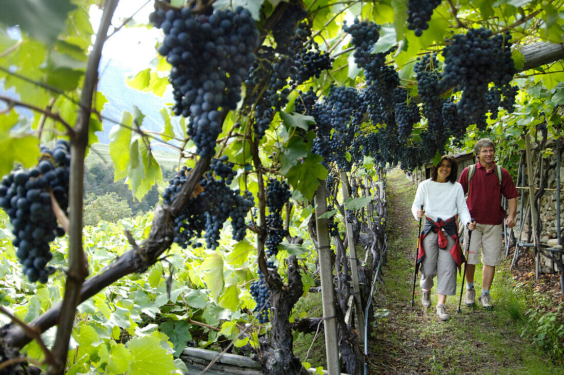 Ein Paar mittleren Alters wandert an Weinreben entlang, Vinschgau, Südtirol, Italien, Europa