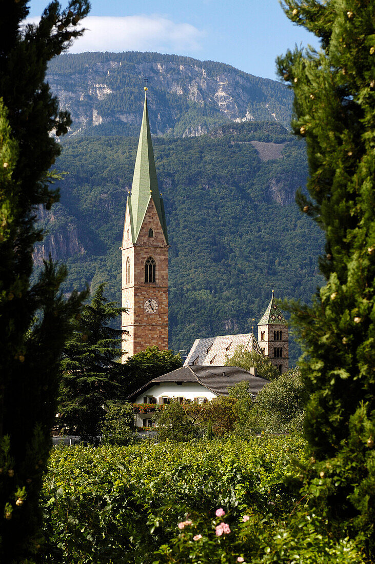 View over vines at a steeple, Terlan, South Tyrol, Italy, Europe