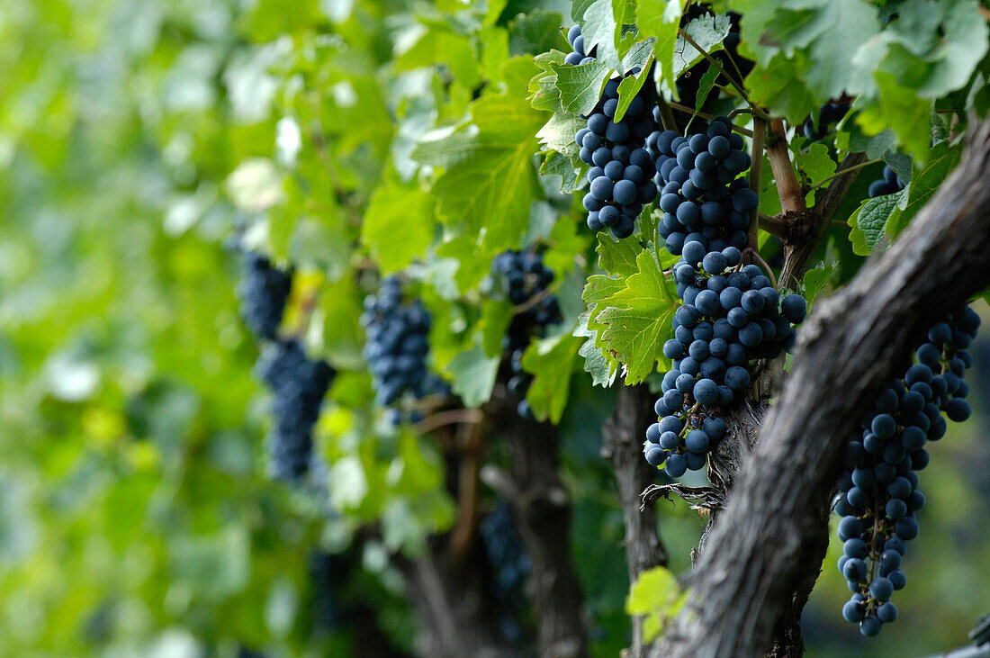 Weinreben mit reifen Weintrauben, Südtirol, Italien, Europa