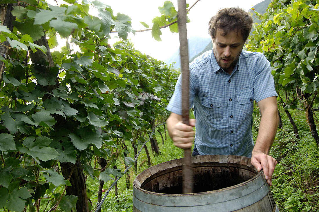 Ein Winzer arbeitet zwischen Weinreben, Südtirol, Italien, Europa