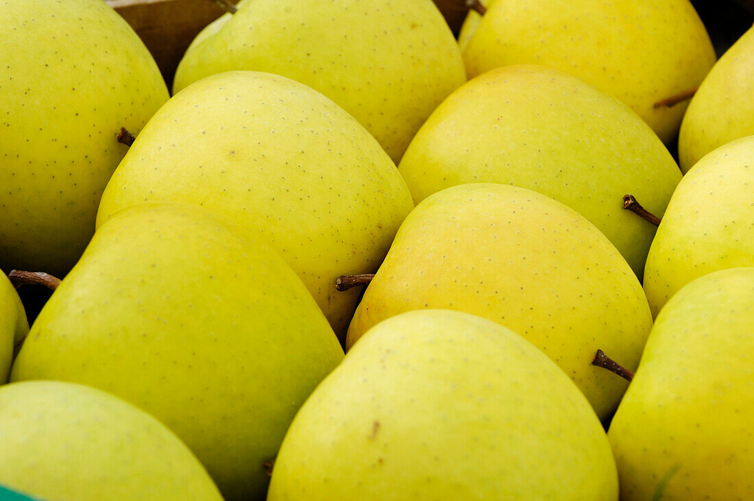 Gelbe Äpfel, Südtirol, Italien, Europa