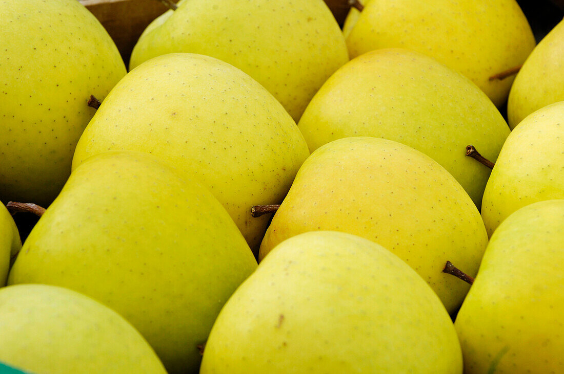 Yellow apples, South Tyrol, Italy, Europe