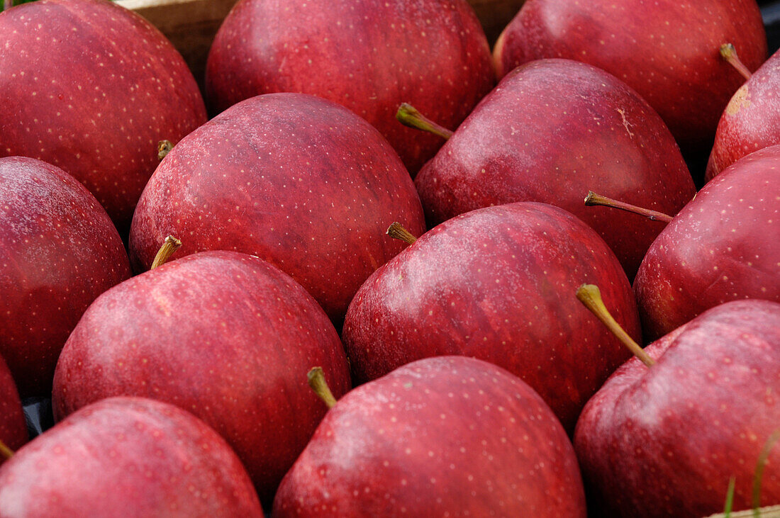 Rote Äpfel, Südtirol, Italien, Europa