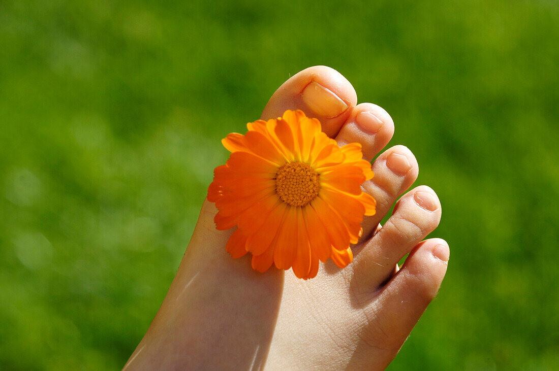 Fuss mit Ringelblume im Sonnenlicht, Südtirol, Italien, Europa