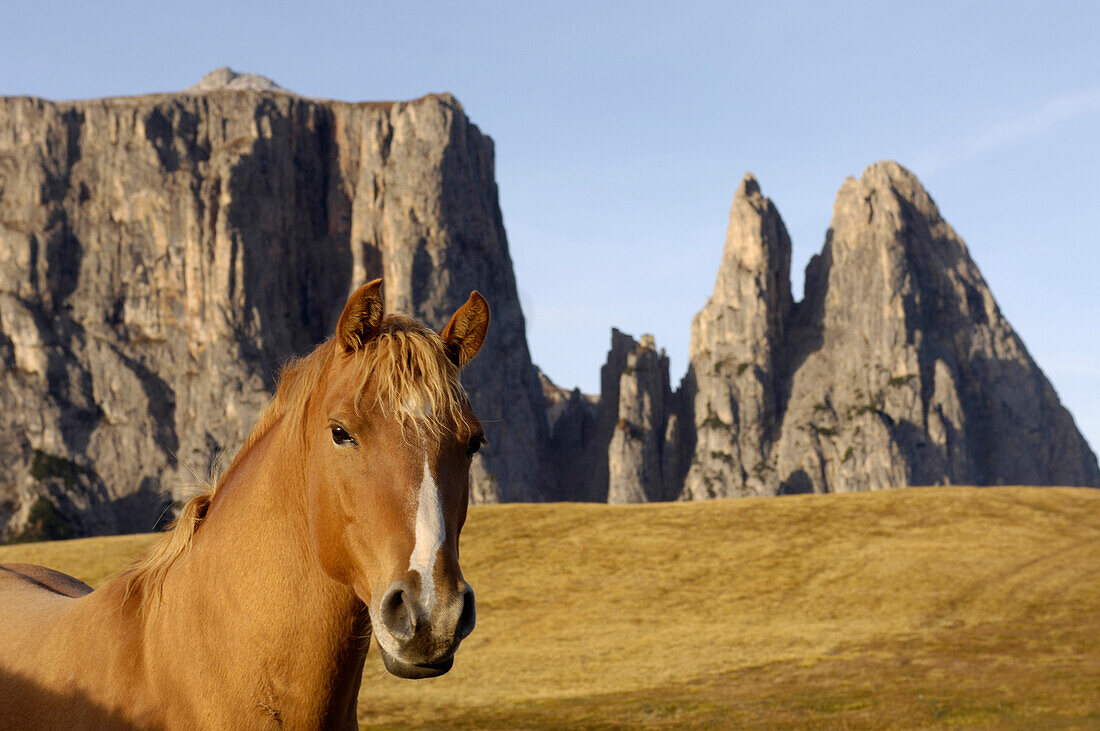 Ein Pferd auf einer Alm vor Bergen, Seiser Alm, Südtirol, Italien, Europa