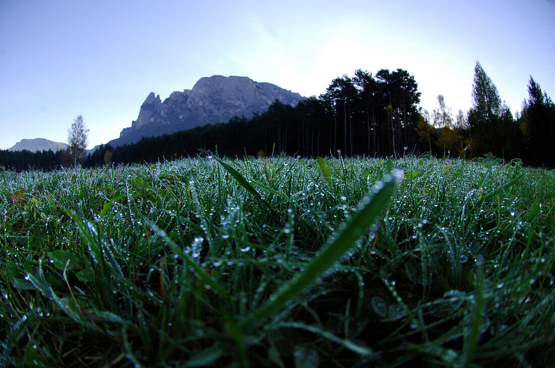Almwiese mit Tautropfen am Morgen, Schlern, Südtirol, Italien, Europa