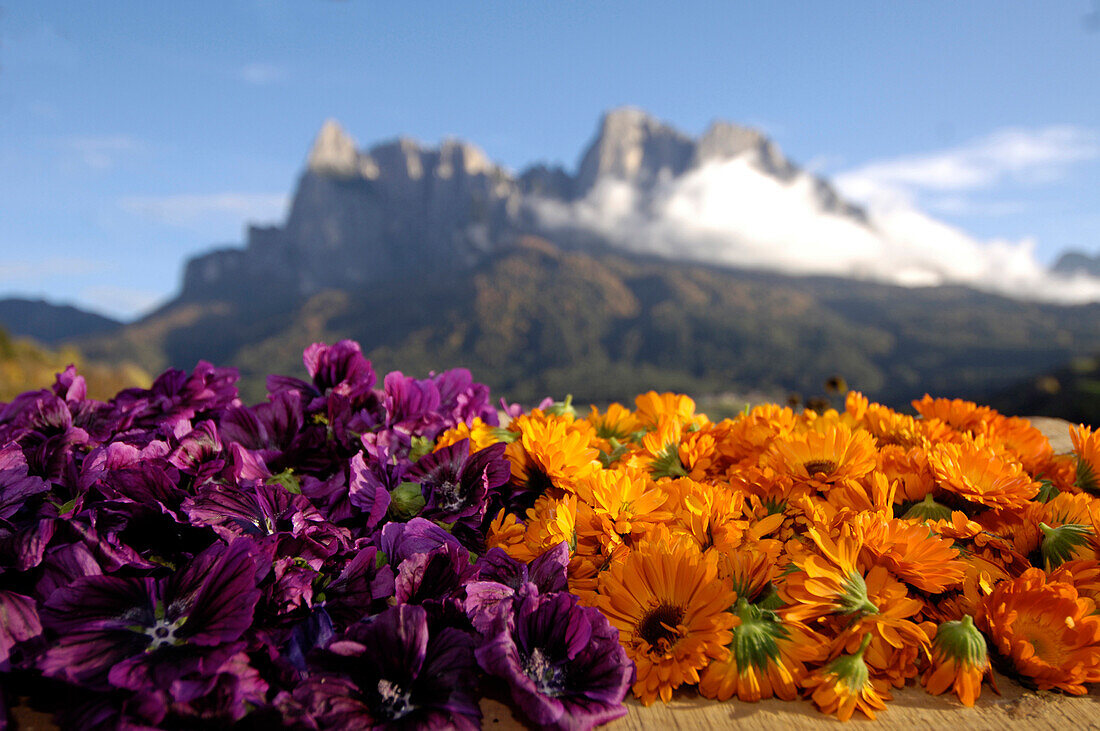 Ringelblumen und Blüten, Heilkräuter, Kräuteranbau, Heilpflanzen, Biologische Landwirtschaft, Pflegerhof Martha Mulser, Seis am Schlern, Schlerngebiet, Südtirol, Italien