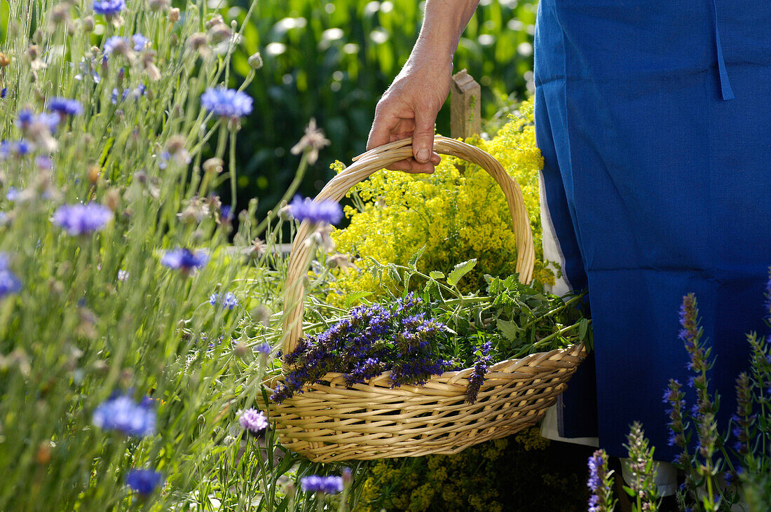 Medicinal herbs, plants, organic farming, South Tyrol, Italy