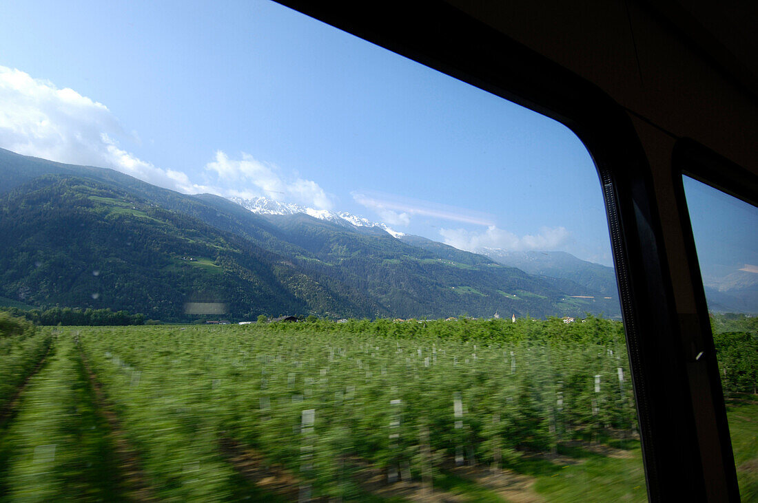 View out of the train window, apple orchard, Travelling through Vinschgau with the Vinschger Railway, Transport, Vinschgau, South Tyrol, Italy