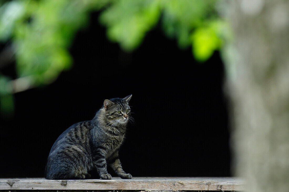 Curious cat lying in wait, domestic cat, South Tyrol, Italy