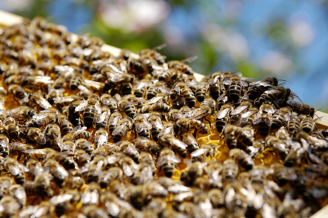 Honigbienen mit Bienenwabe, Bienenvolk, Honigwabe, Südtirol, Italien