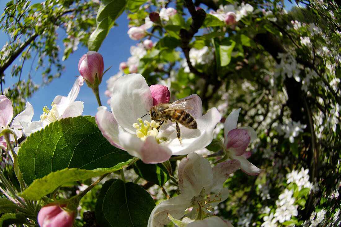 Apfelblüte im Frühling mit Honigbiene, Apfelbaum, Obstanbau, Landwirtschaft, Südtirol, Italien